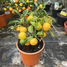 Citrus Orange Calamondin 25cm -  Calamansi Orange Tree- 15cm pot