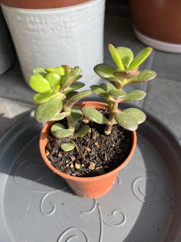 Crassula ovata minima - crassula, “minima”