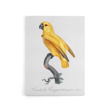 Lutino Senegal Parrot Francois