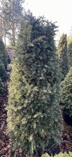 Yew Trees. Instant Hedging. Taxus Baccata