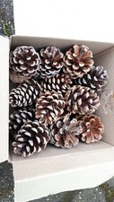 30 Pine Fir Cones Pinecone
