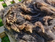First Shear - Black Shetland