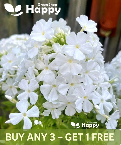 Drummond phlox alba - drummond's,