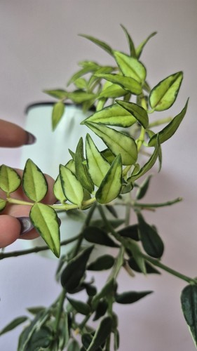 Hoya bella luis bois leaf - hoya,