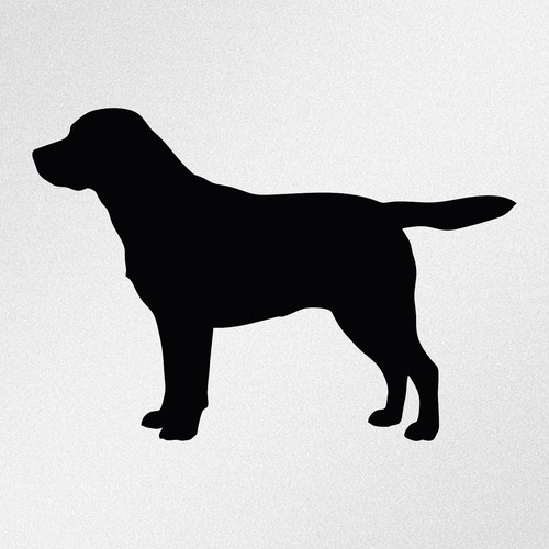 Labrador retriever dog - retriever,,