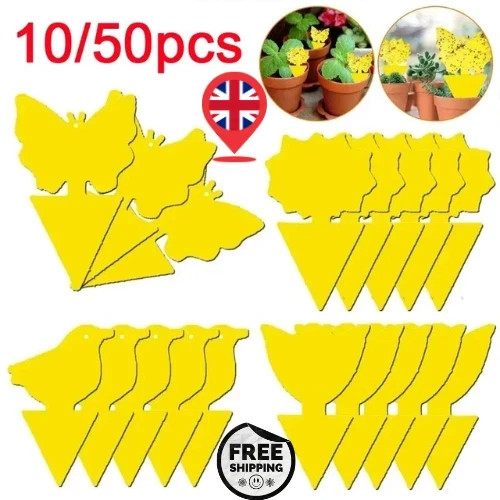 40pcs fruit fly - fruit,