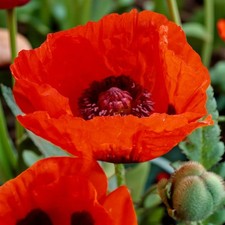 Poppy Rembrandt Bare Roots -