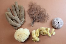 TEACHERS AIDS, Sea Life