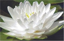 Gonnere snowball water lily - gonnere,