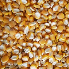 Whole Maize 25kg bag Best