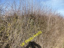 Photo 12x8 Flail-cut hedge Minting Hedge plants that have been flail cut f c2015