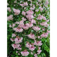 Kolkwitzia Amabilis Pink Cloud