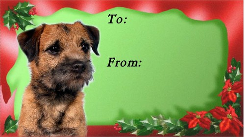 Border terrier dog christmas - terrier,