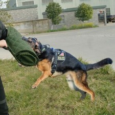 Dog Bite Sleeve Agility