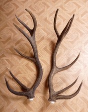 2 Beautiful 12ender Red Deer