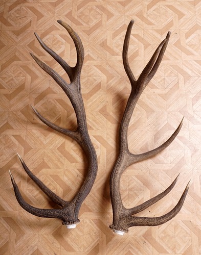 Beautiful 12ender red deer - beautiful,