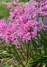 Nerines bowdenii bulbs. Spring