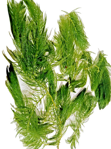 Pieces hornwort live - 12,