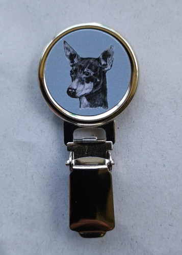 English toy terrier - terrier, show