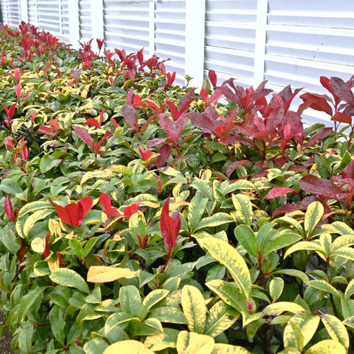 Photinia red robin plant - photinia, 2l