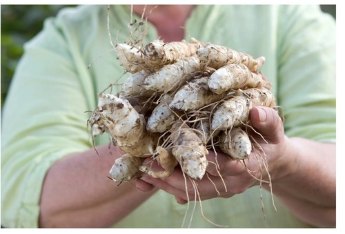 Jerusalem artichokes organic - artichokes,