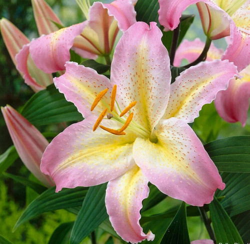 Lilium captain tricolor - tricolor,