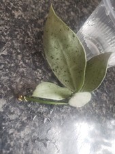 Hoya Lacunosa Winter Pandora