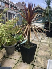 CORDYLINE RED CABBAGE TORBAY