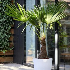 Trachycarpus fortunei large - trachycarpus,