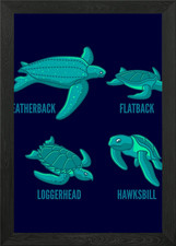 TYPES OF TURTLES Turtle Framed