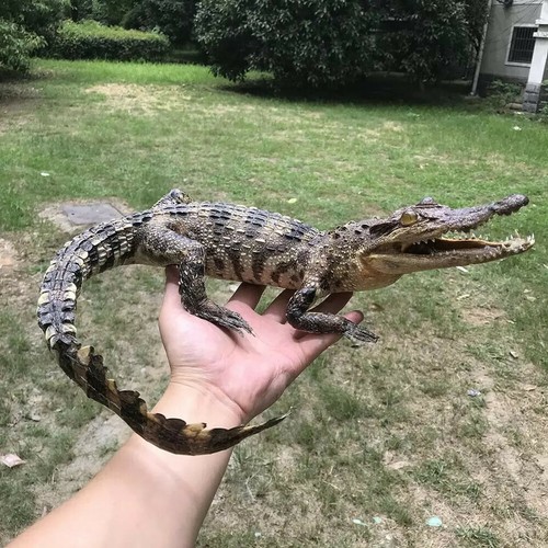 Taxidermy specimen animal - specimen,