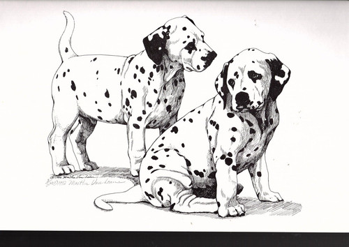 Martha van loan dalmatian - martha,