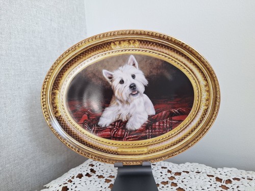 West highland white terrier - highland,