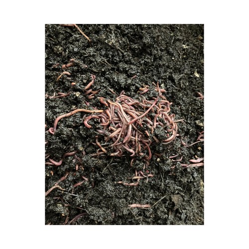 100 red wiggler composting - 100,