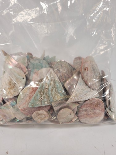 Polished abalone shell - shell, pieces