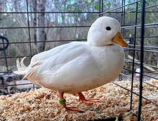 call duck hatching eggs 8+