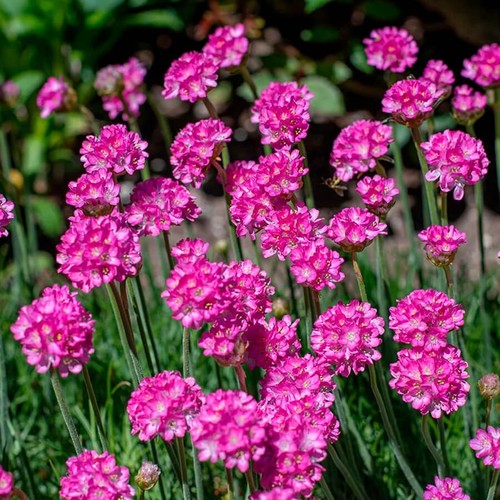Armeria splendens plant - armeria,