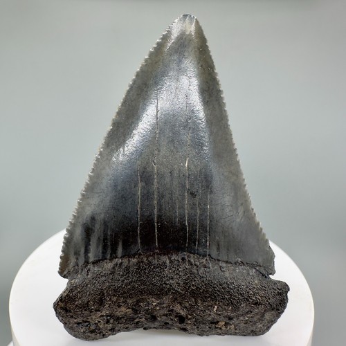 Sharply serrated - sharply,