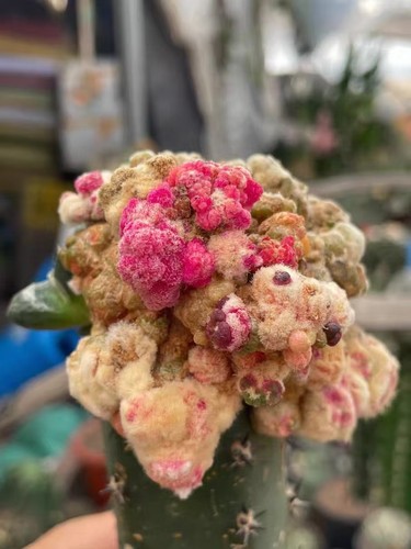 Rare plant ariocarpus - ariocarpus, fis