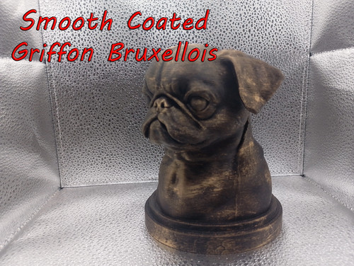 Smooth coated griffon - coated,