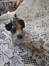 Karl ENS Volkstedt Sealyham