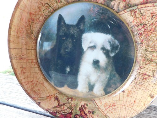 Scottish terrier puppies - terrier,