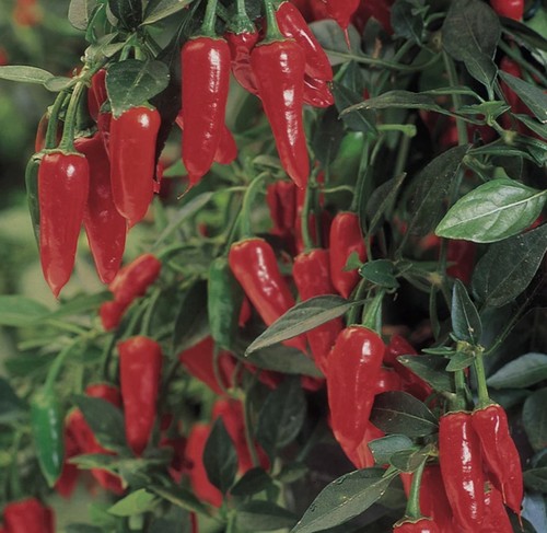 Apache chilli plant - chilli,