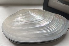 Large Vintage Iridescent Mother of Pearl Shell Abalone Jewellery Trinket Box