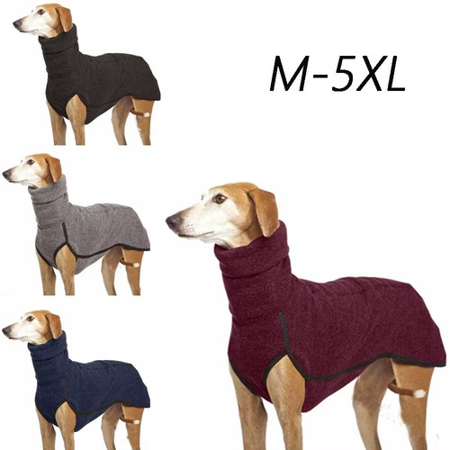Pet dog winter - pet,