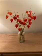 Real Dried Physalis Orange Chinese Lanterns on Stems - 25 lanterns