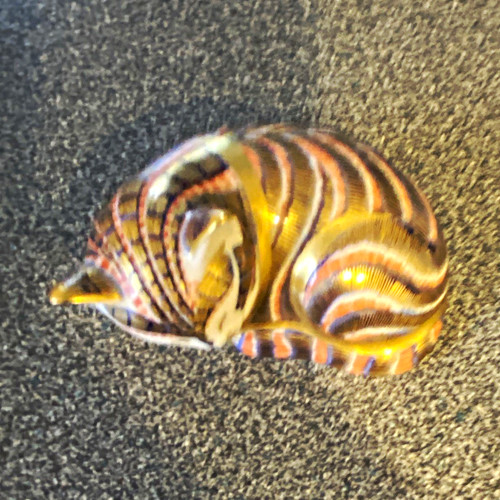 Royal crown derby sleeping - crown,