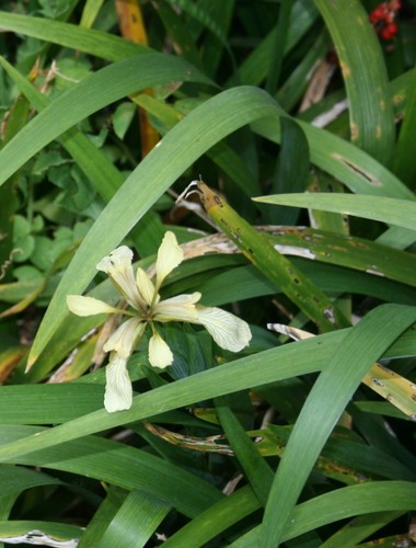 Iris foetidissima 10 - iris,