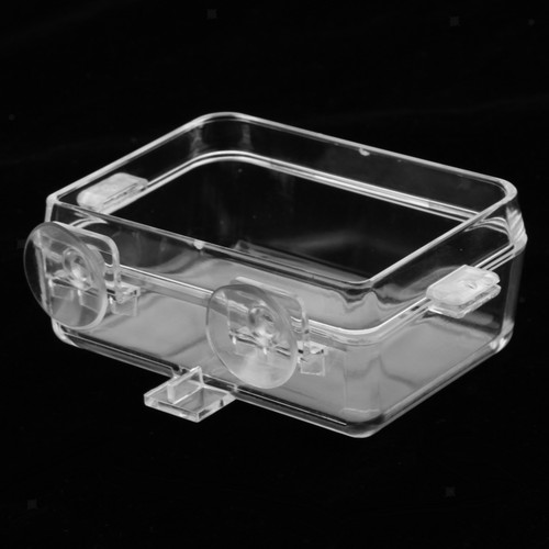 Gecko reptile frog terrarium - reptile,