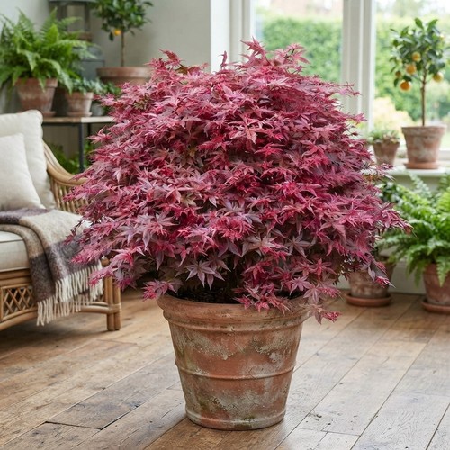 Deciduous acer palmatum - acer,